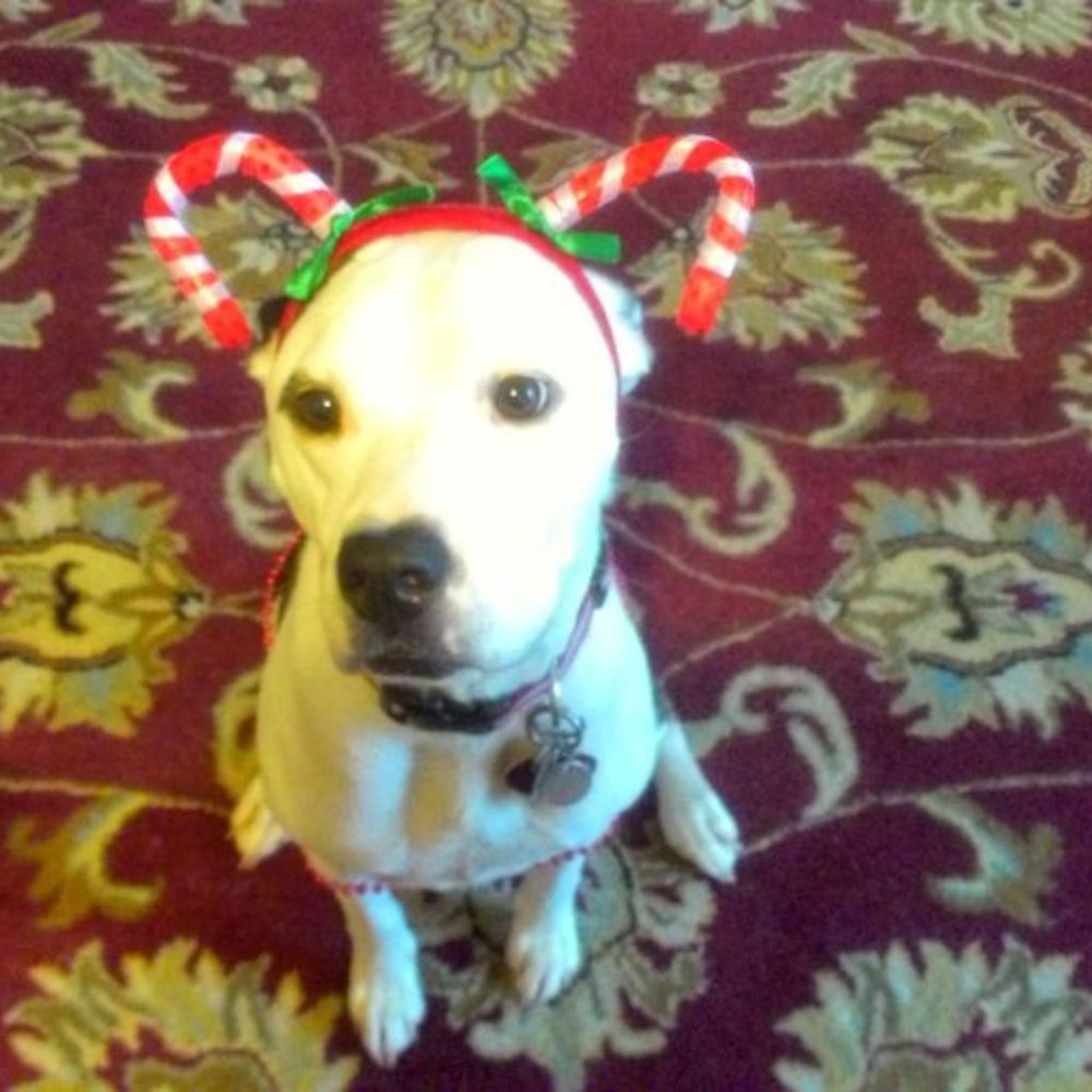 Meet your Posher, Lila